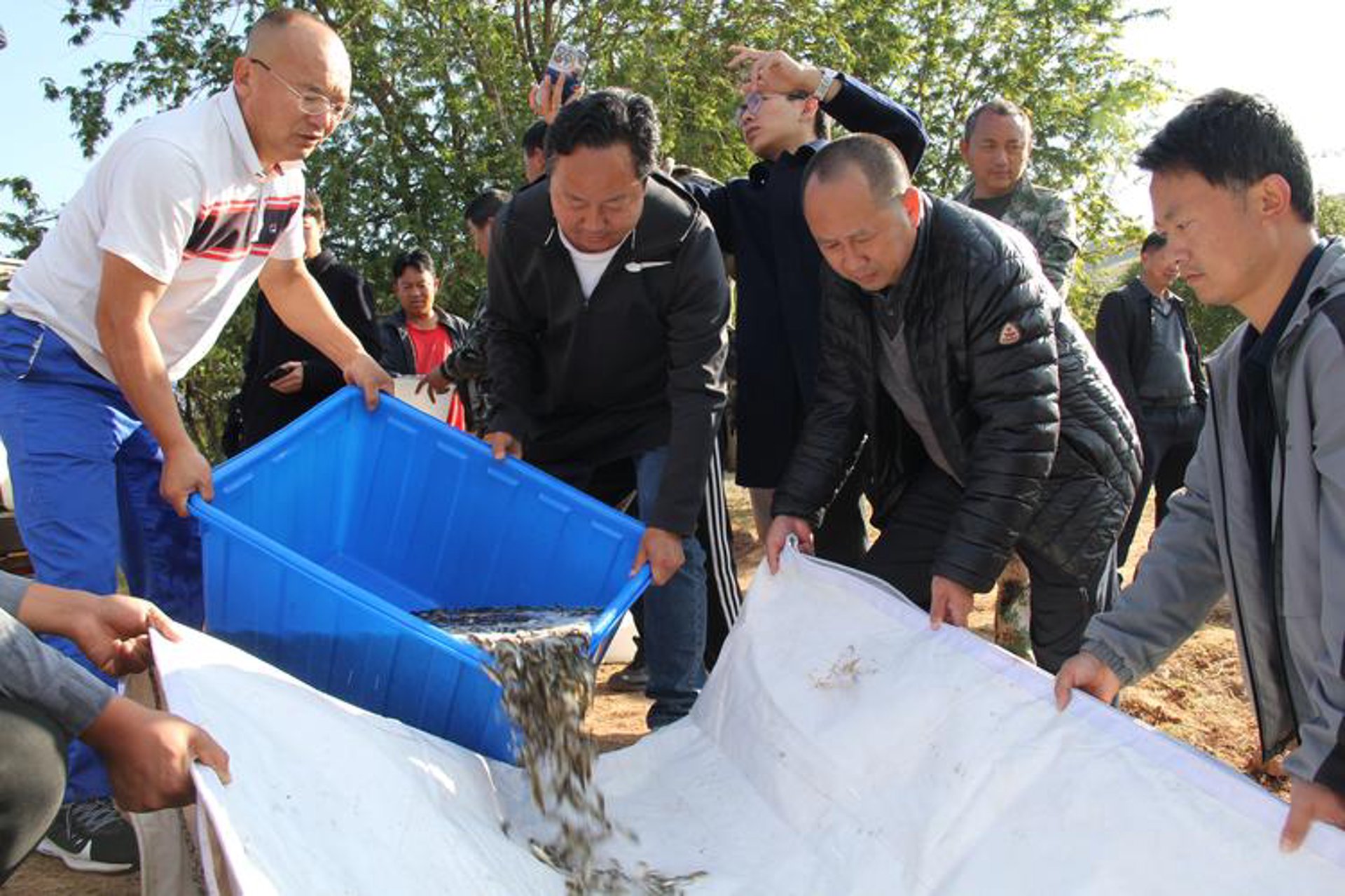 东坡雁生态养殖
