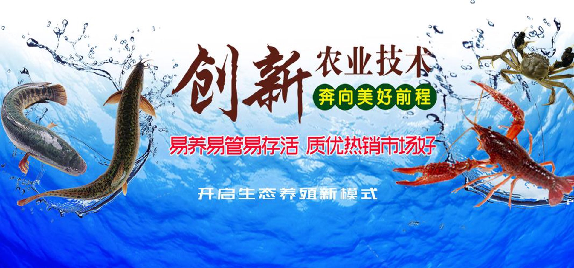 东坡雁生态养殖
